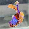 guppy.muss