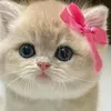 thuy.ngo9547