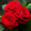 feride43204