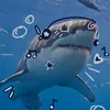 sharky.hellokitty