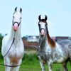 naza.bazy