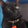 Gato Preto Boby