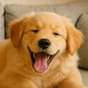 Humor Pet Diário