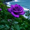 sameer1433_