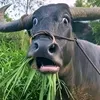 tiensieulowkey