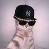 gatau_mls85