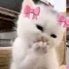 zainab_192