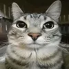toxiiqqz