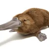 pltypsedts