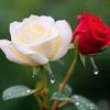 md.shakib41023