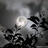 dark_dark_62
