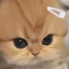 kimhoavu63