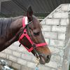 otoriterstable