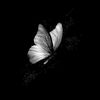 bu.tterfly92