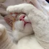silvia.palade94