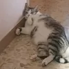 sadpippowas
