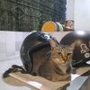 kentang02102005