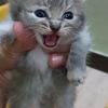 catsy183