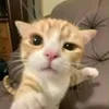 Go_Meow