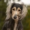 willow_pup_kimono