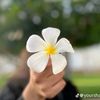 hooria_ilyas033