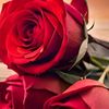 hazall_1307