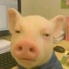 piggyteaches