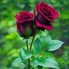 user2221626118850