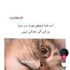 tayyeb.queen