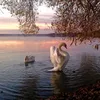 cygne51