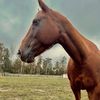 bad_bcowgirl04