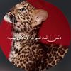 wjjdi2