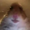 chillguy__________
