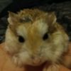 hamster.guy37