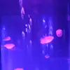 jellyfishlover_67