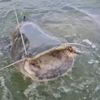 Mancing Mania