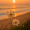 sunfllower31