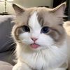 Funny cats48