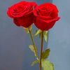 user51226184677427