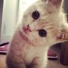 ciimuppp3