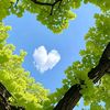sham.alyuseef