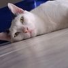 love.cat8036