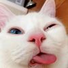 jello_61