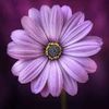 purplelil20