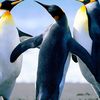 shahkar.ahmed0