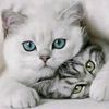 adel.bouzara4