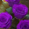 almonleza.almaged