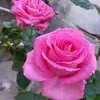 val698774