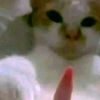 rend_331