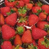 mochi_strawberry96